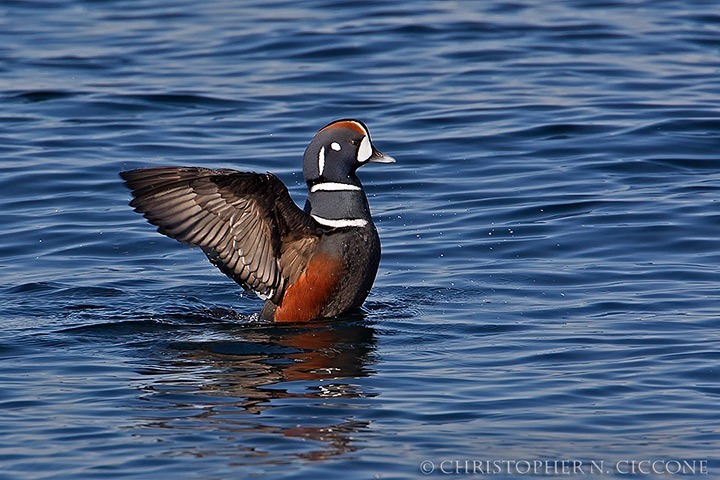 Harlequin Duck