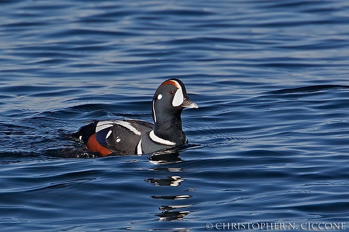 Harlequin Duck