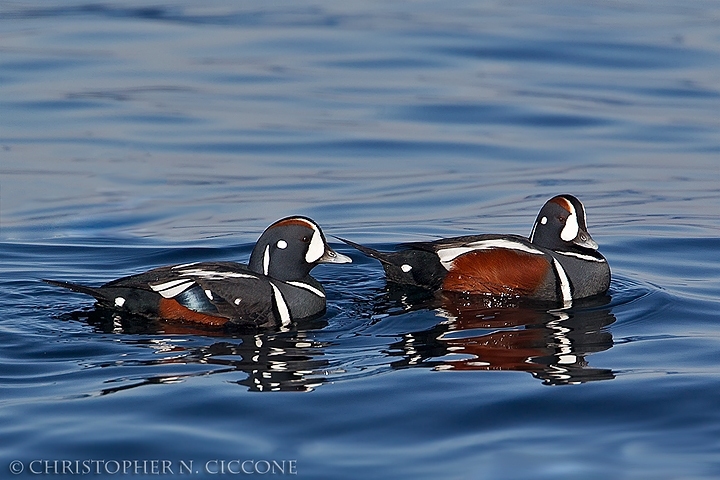 Harlequin Duck