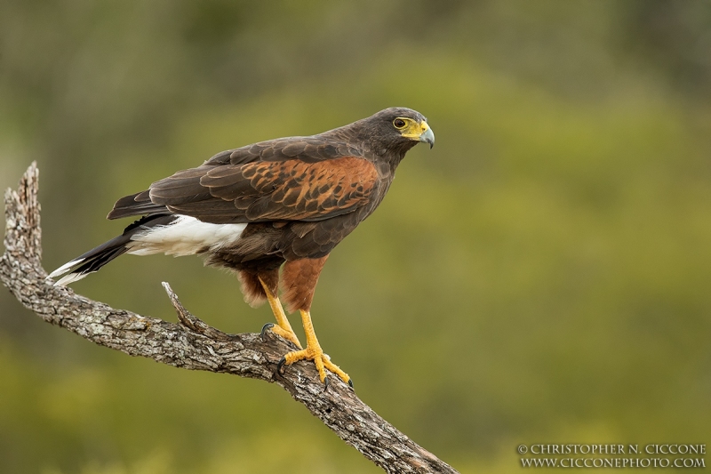 Harris’s Hawk