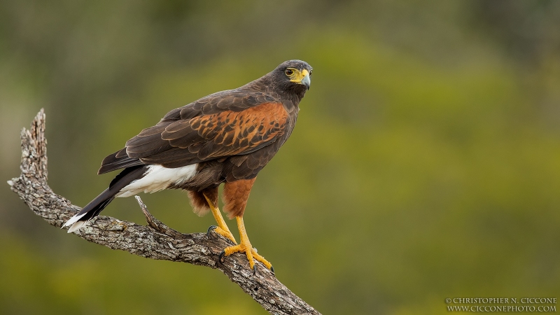 Harris’s Hawk