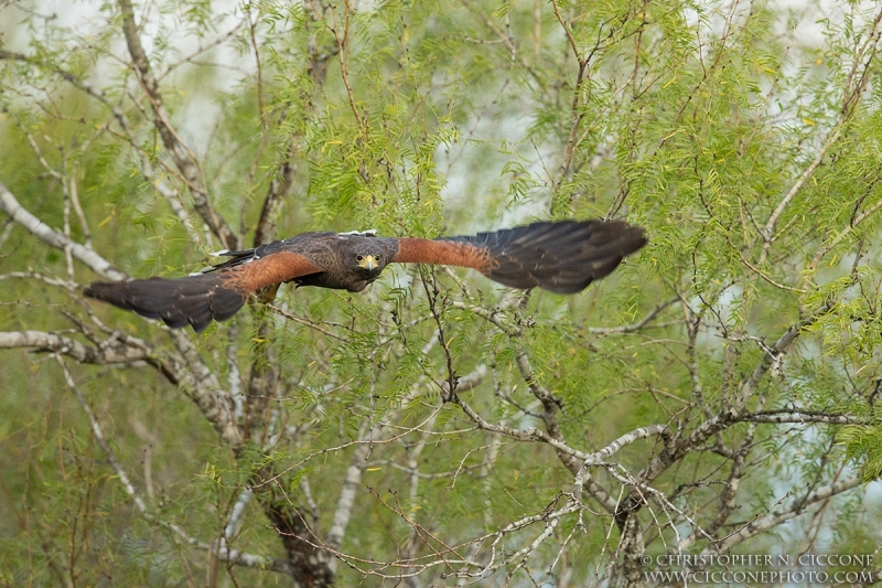 Harris’s Hawk