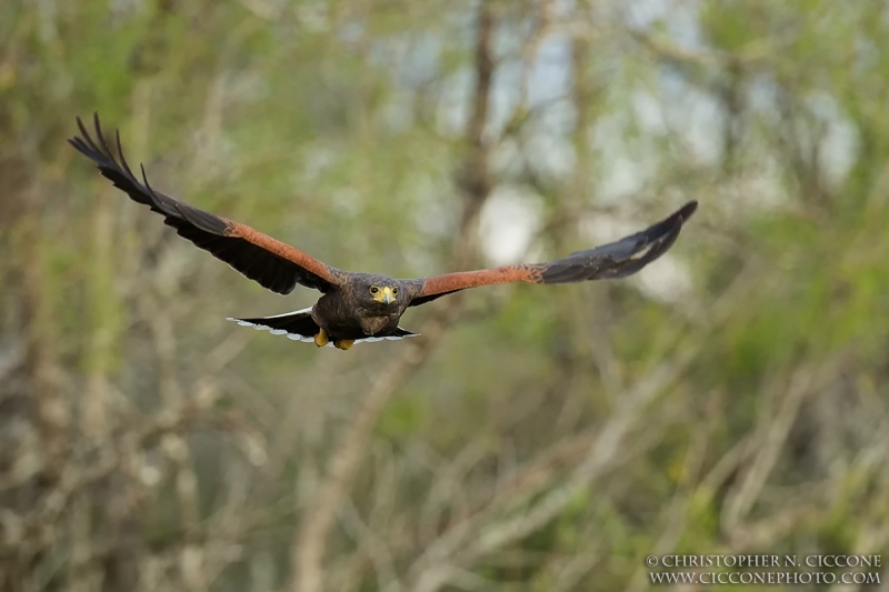 Harris’s Hawk