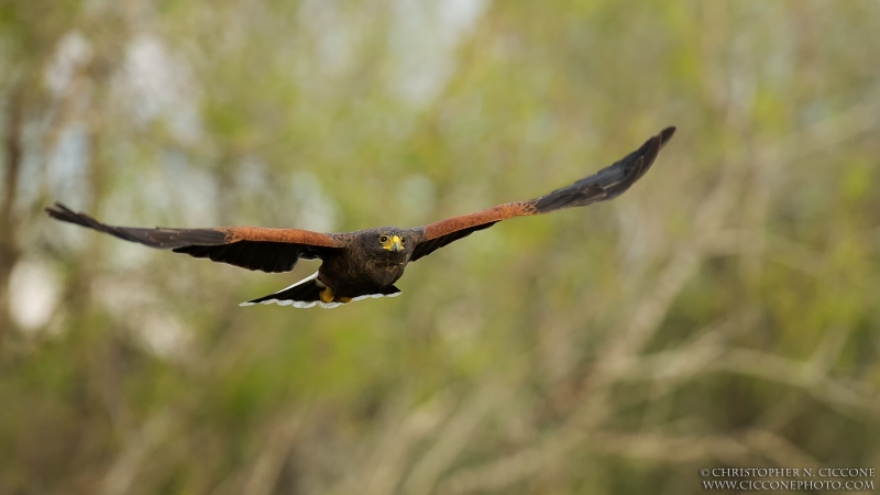 Harris’s Hawk