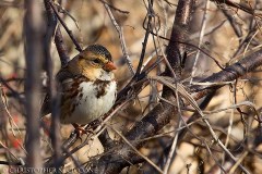 Harris's Sparrow