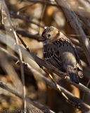 Harris's Sparrow