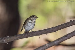 Hermit Thrush