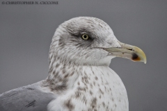 Herring Gull