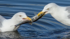 Herring Gull