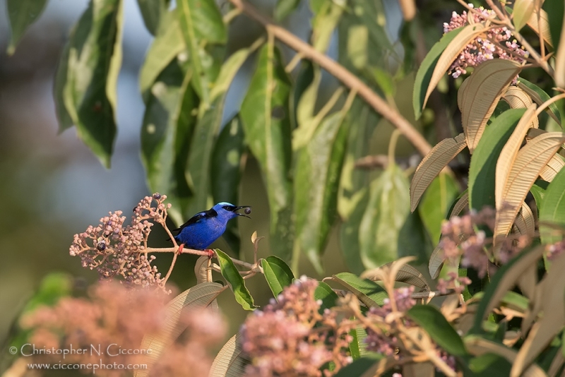 Red-legged Honeycreeper