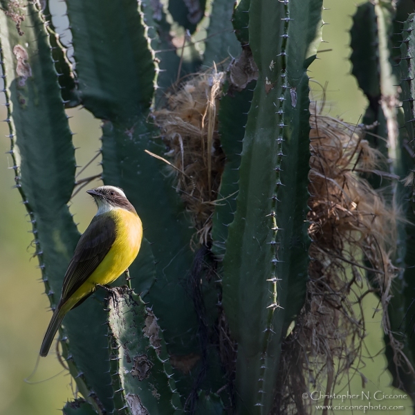 Social Flycatcher