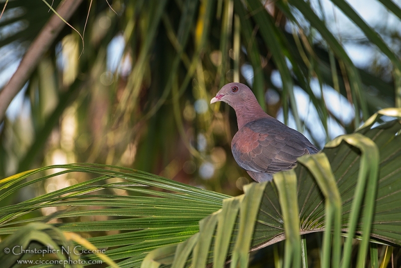 Red-billed Pigeon