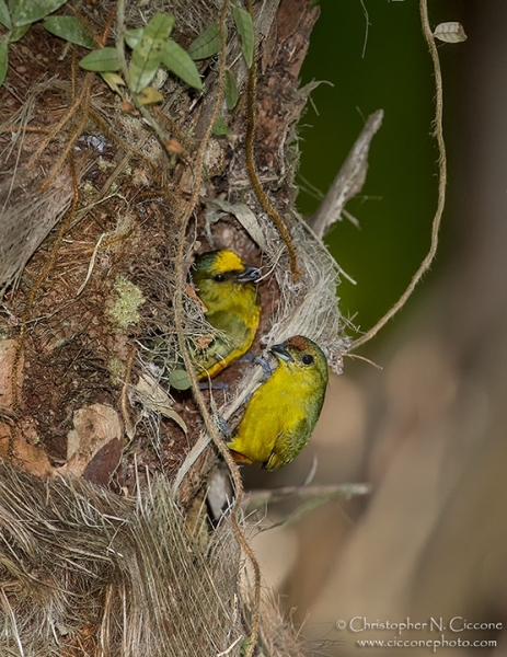 Olive-backed Euphonias