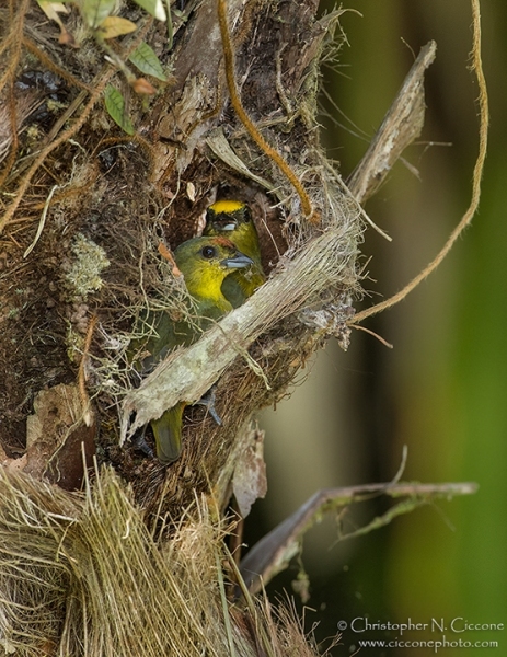 Olive-backed Euphonias