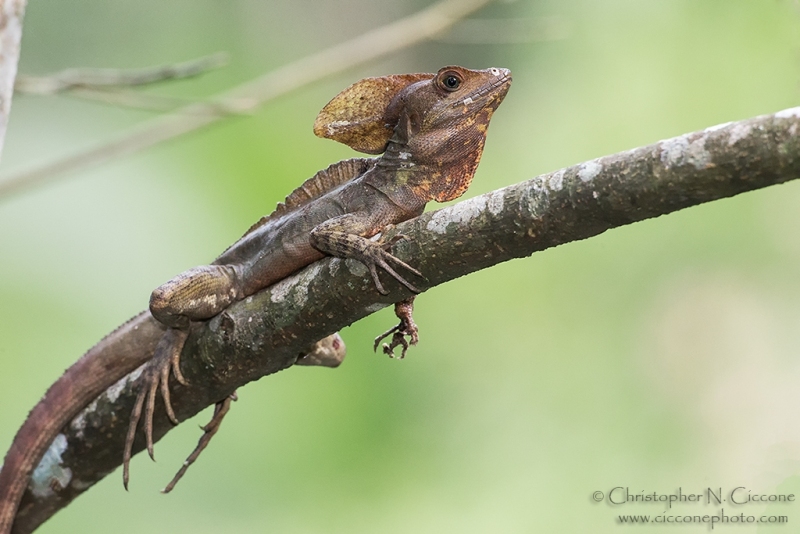 Basilisk Lizard