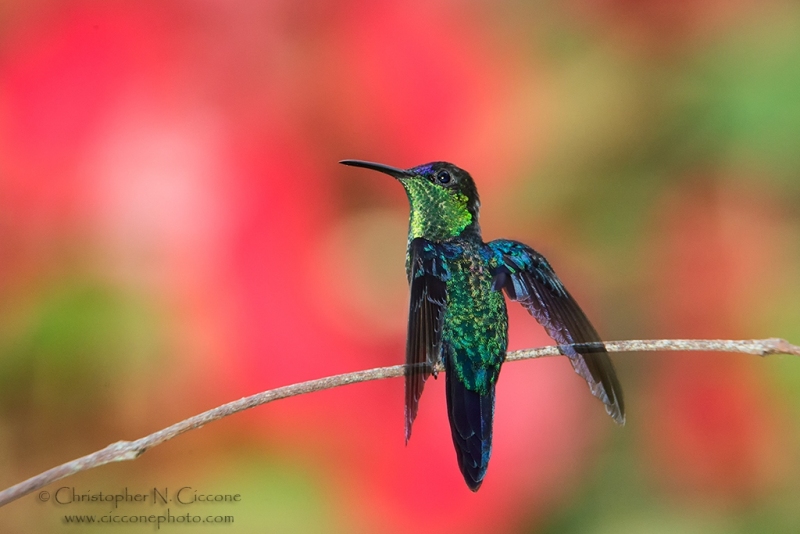 Violet-crowned Woodnymph