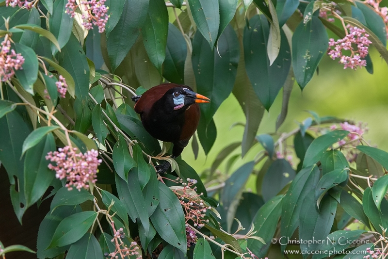 Montezuma Oropendola