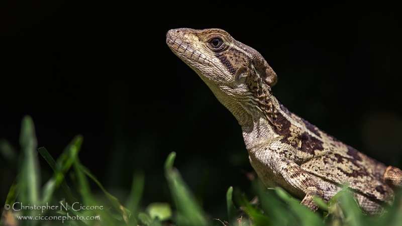 Basilisk Lizard