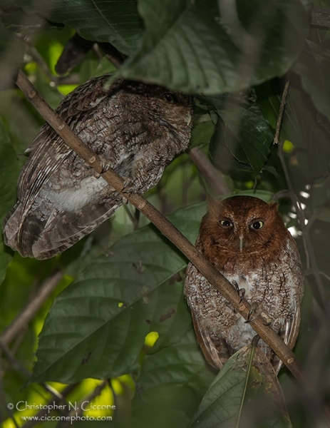 Vermiculated Screech Owls