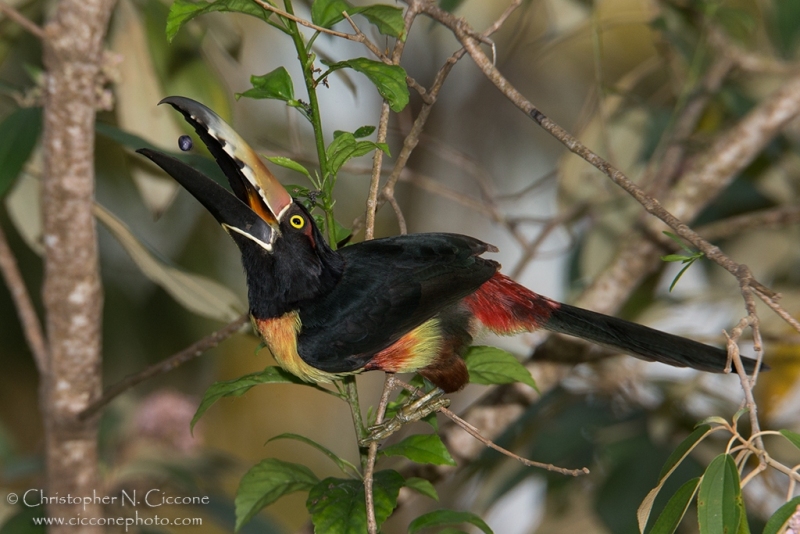 Collared Aracari