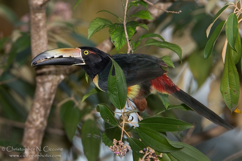 Collared Aracari