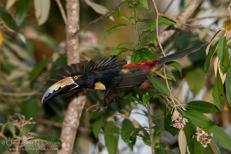 Collared Aracari