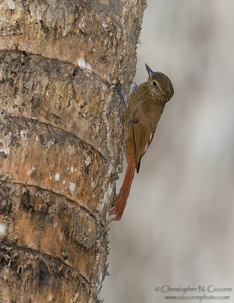 Wedge-billed Woodcreeper