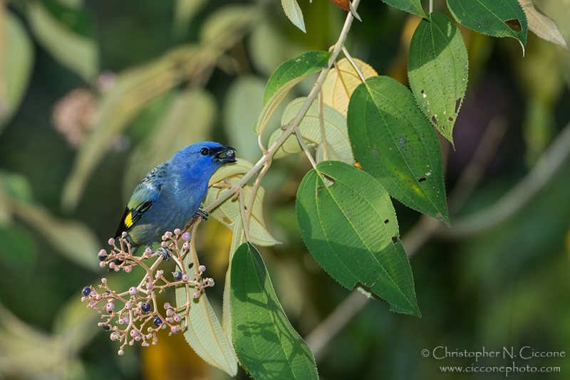 Yellow-winged Tanager