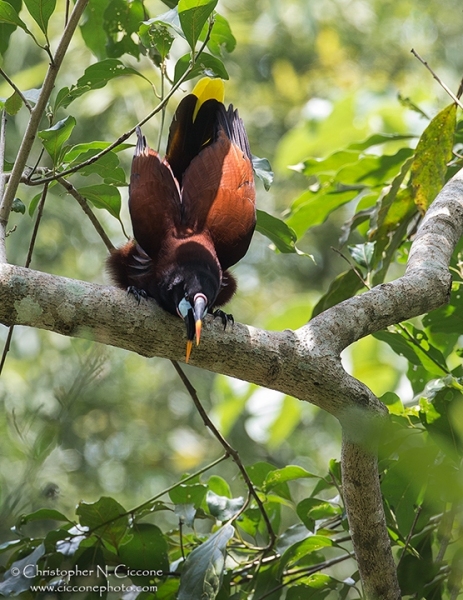 Montezuma Oropendola