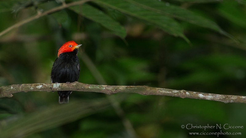 Red-capped Manakin