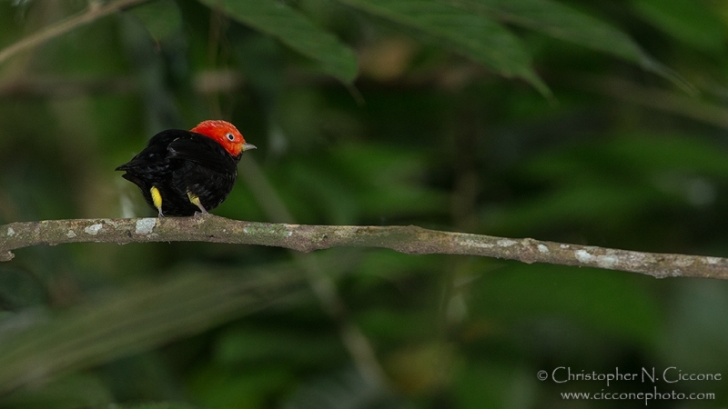 Red-capped Manakin