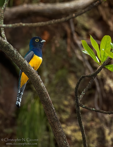 Gartered Trogon