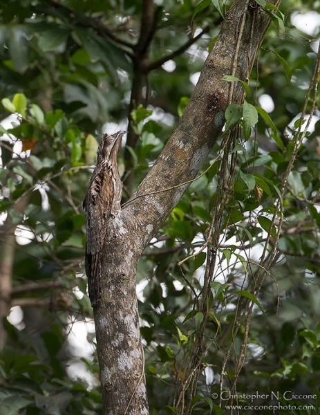 Common Potoo