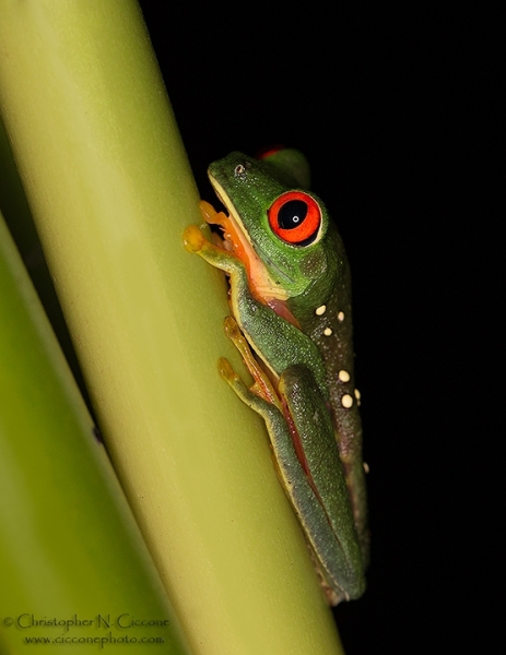 Red-eyed Tree Frog