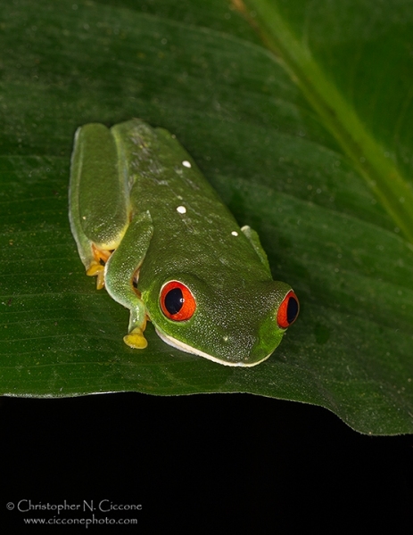 Red-eyed Tree Frog