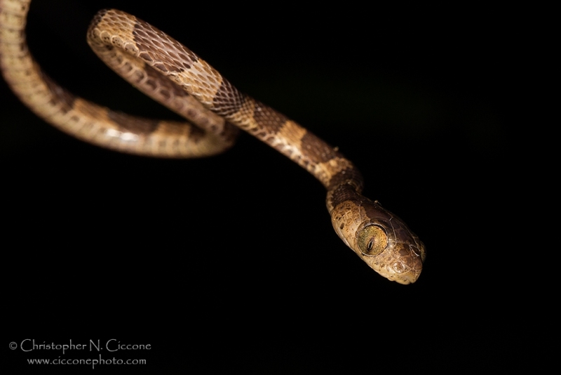 Blunt-headed Tree Snake