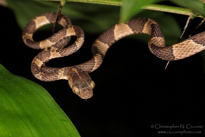 Blunt-headed Tree Snake