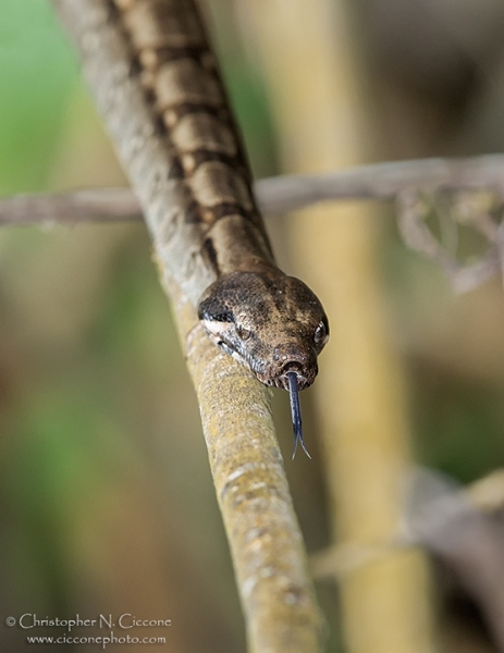 Boa Constrictor