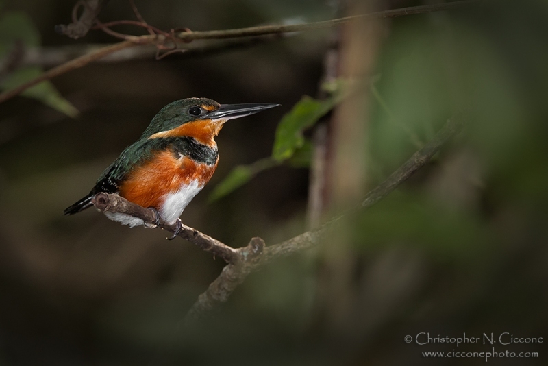 American Pygmy Kingfisher