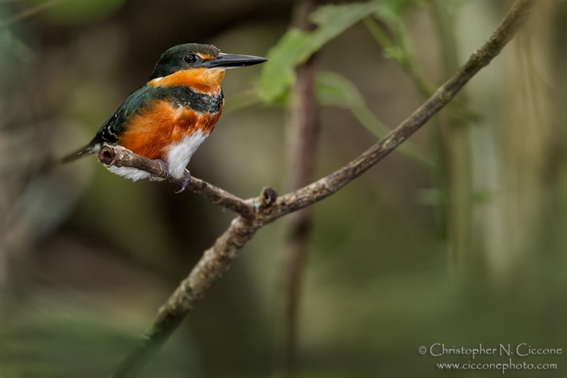 American Pygmy Kingfisher