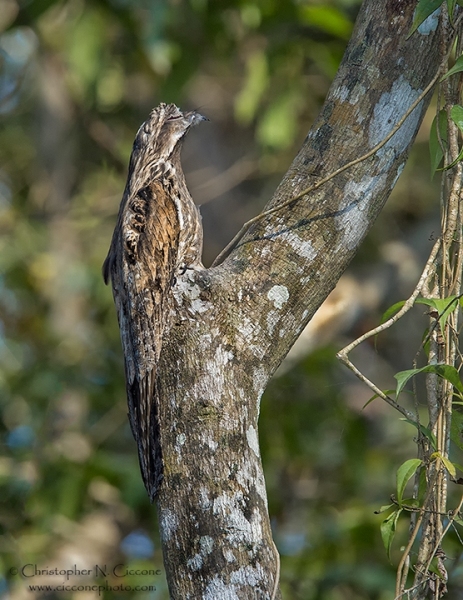 Common Potoo