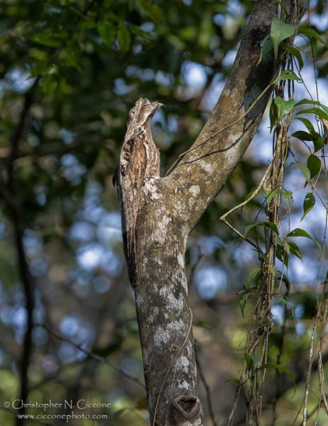 Common Potoo