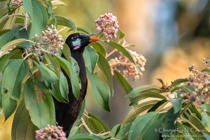 Montezuma Oropendola