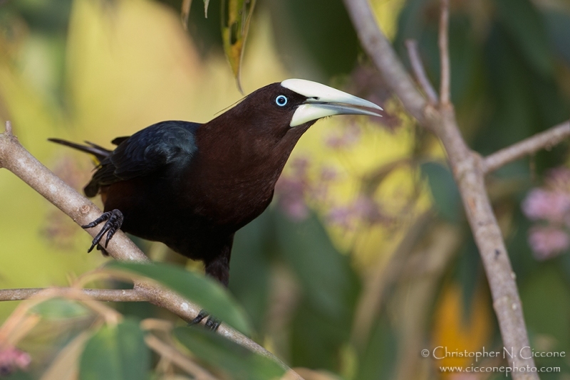 Chestnut-headed Oropendola