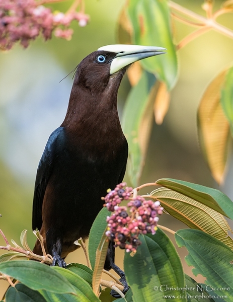 Chestnut-headed Oropendola