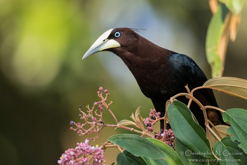 Chestnut-headed Oropendola