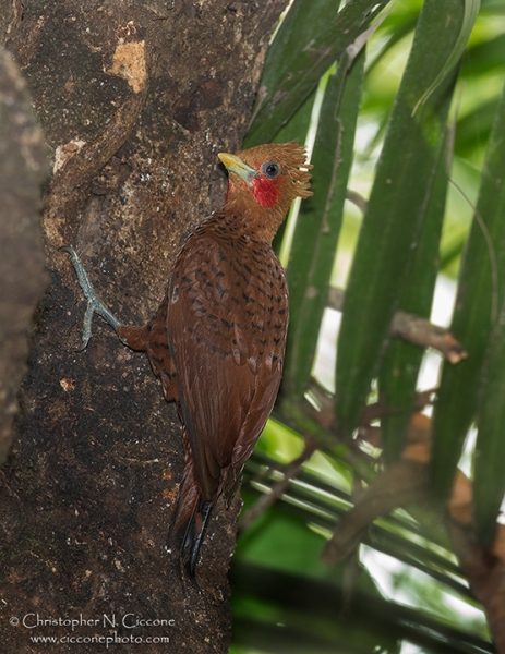 Chestnut-colored Woodpecker