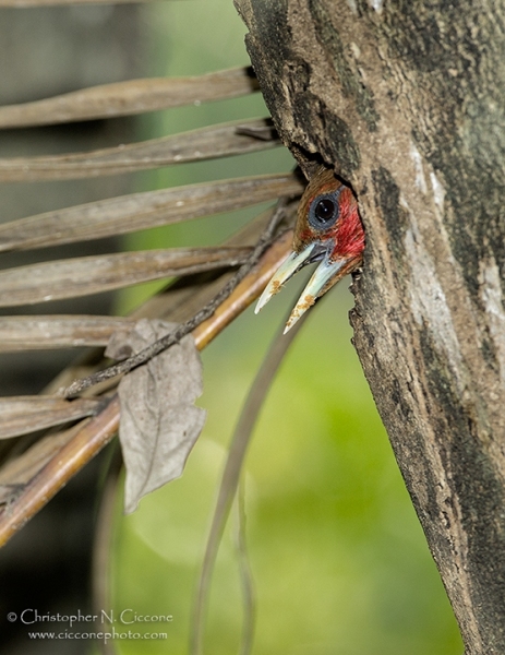 Chestnut-colored Woodpecker