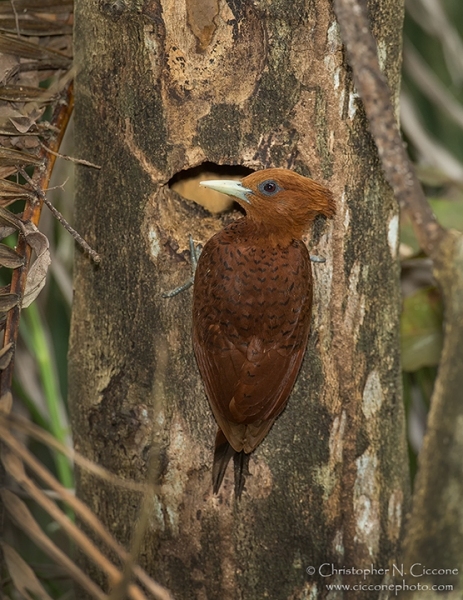 Chestnut-colored Woodpecker