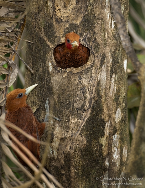 Chestnut-colored Woodpecker